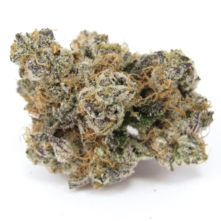 Georgi Pie - 3 Samen (fem.)