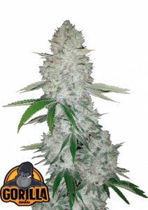 Gorilla Glue - 3 Samen (Automatik)