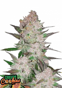 Cream Cookies - 3 Samen (Automatik)