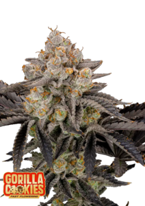 Gorilla Cookies - 3 Samen (Fast Flowering)