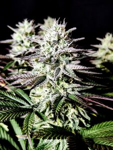 Ice Cream Cake - 3 Samen (fem.)