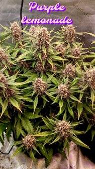 Purple Lemonade (Fast Flowering)