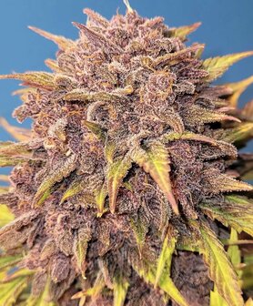 Purple Lemonade (Fast Flowering)