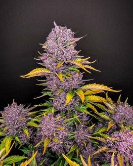 Purple Lemonade (Fast Flowering)