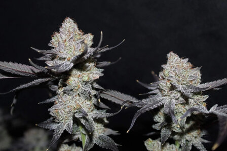 Tropicana Cookies (Fast Flowering)