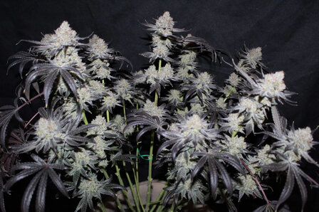 Tropicana Cookies (Fast Flowering)