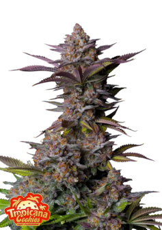 Tropicana Cookies (Fast Flowering)