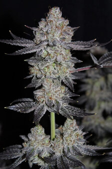 Tropicana Cookies (Fast Flowering)