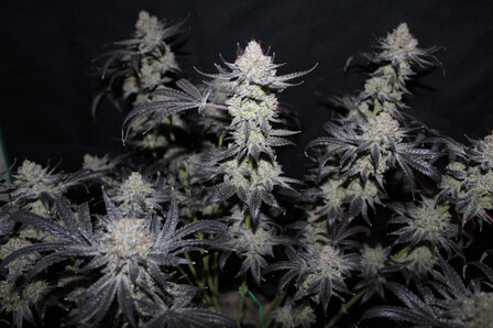 Tropicana Cookies (Fast Flowering)