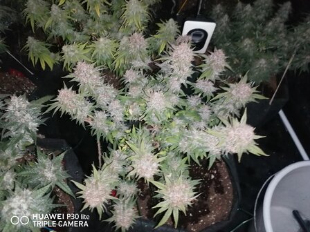 Gorilla Cookies (Fast Flowering)