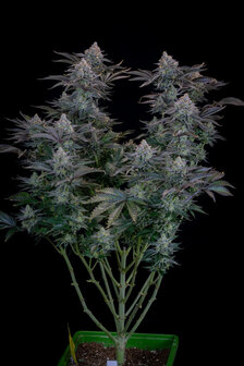 Gorilla Cookies (Fast Flowering)