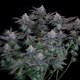 Gorilla Cookies (Fast Flowering)