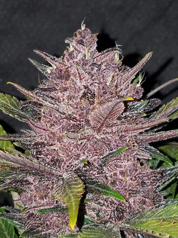 Black Domina XL (Automatik)