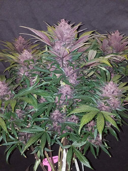 Black Domina XL (Automatik)