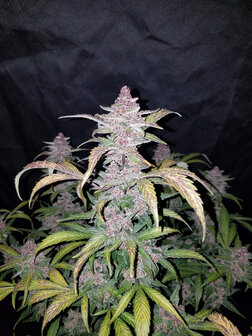 Black Domina XL (Automatik)