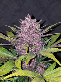 Black Domina XL (Automatik)