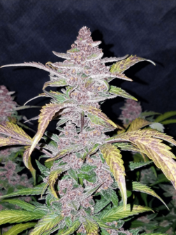 Black Domina XL (Automatik)