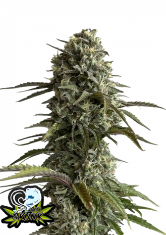 Skunk (Automatik)