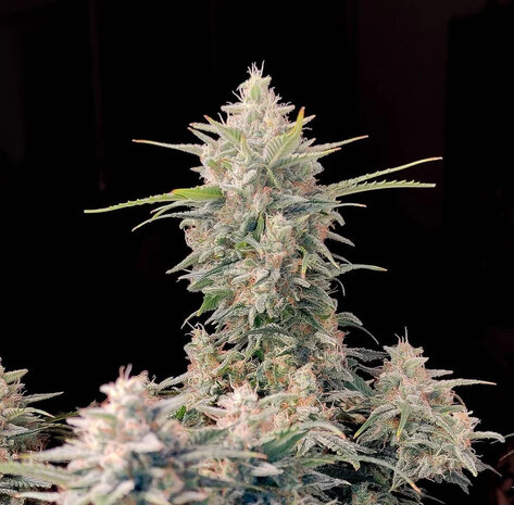 Skunk (Automatik)