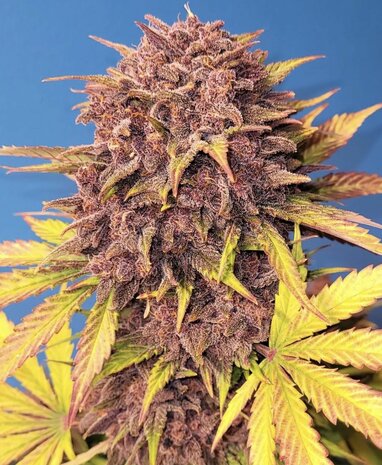 Purple Lemonade (Fast Flowering)