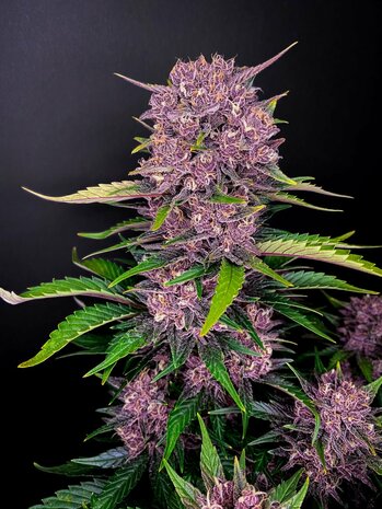 Purple Lemonade (Fast Flowering)