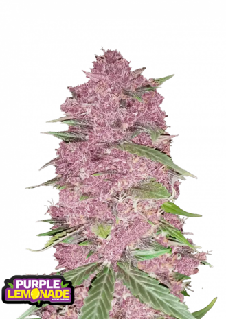 Purple Lemonade (Fast Flowering)