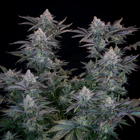 Gorilla Cookies (Fast Flowering)