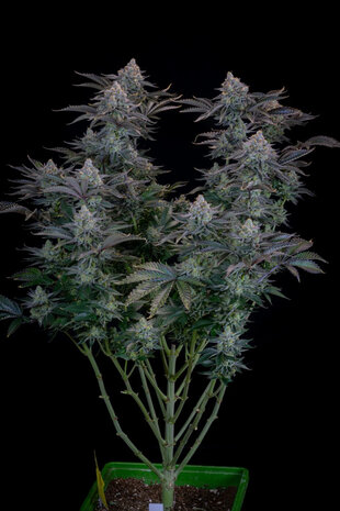 Gorilla Cookies (Fast Flowering)