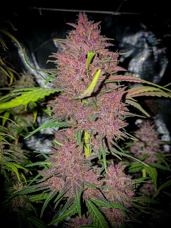 Black Domina XL (Automatik)