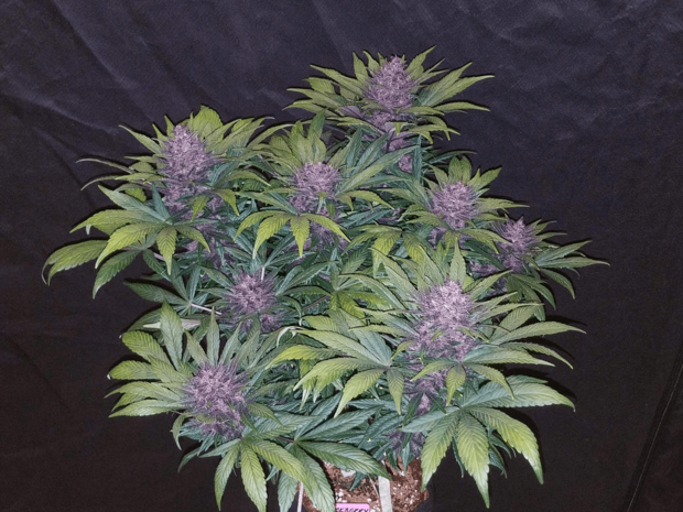 Black Domina XL (Automatik)