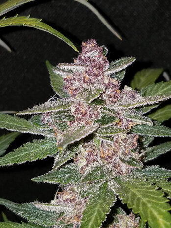 Black Domina XL (Automatik)