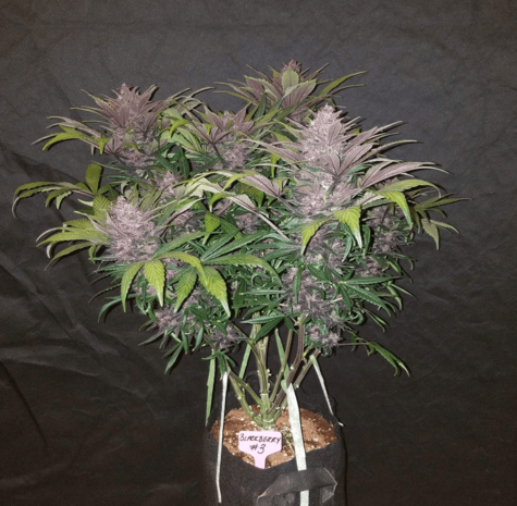 Black Domina XL (Automatik)