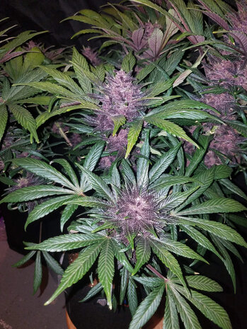 Black Domina XL (Automatik)