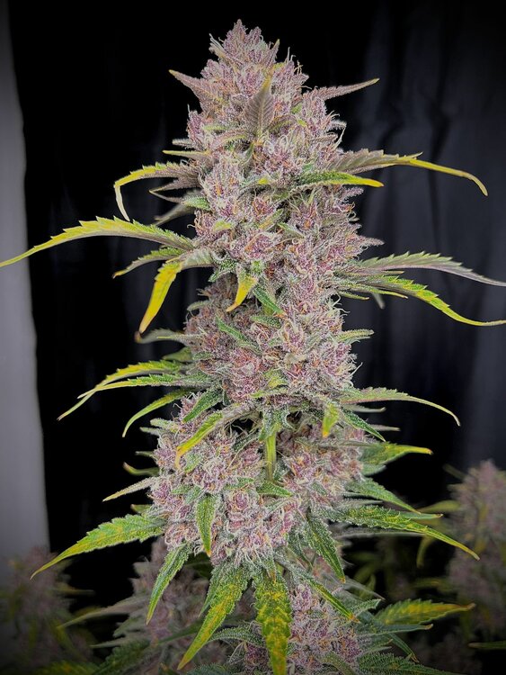 Banana Purple Punch - 3 Samen (Automatik)