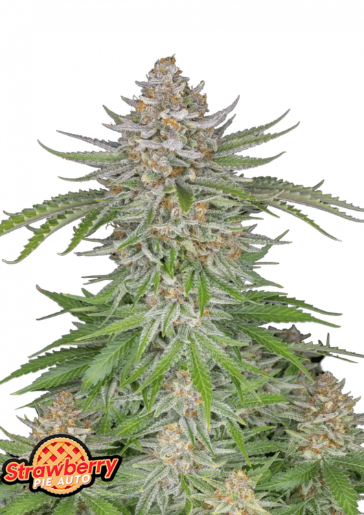 Strawberry Pie - 3 Samen (Automatik)