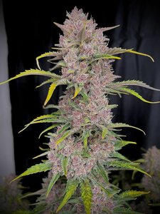 Banana Purple Punch - 3 Samen (Automatik)