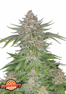 Strawberry Pie - 3 Samen (Automatik)