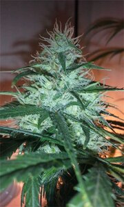 White Fire OG - 3 Samen (fem.)